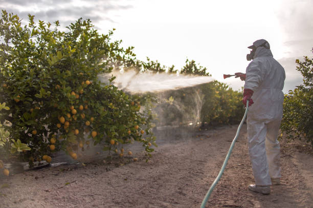 Best Bed Bug Extermination  in Pelican Rapids, MN