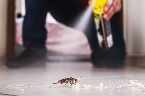 Best Cockroach Control Services  in Pelican Rapids, MN