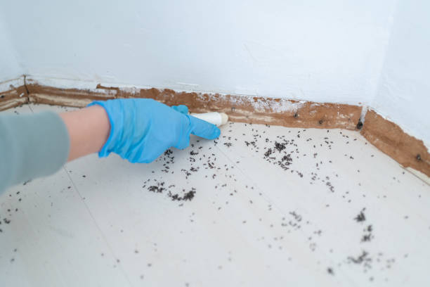 Best Pest Removal Services  in Pelican Rapids, MN